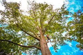 Trusted Williamston, NC  Tree Services Experts