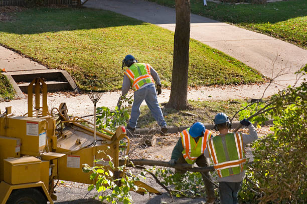 Best Lawn Watering Services  in Williamston, NC